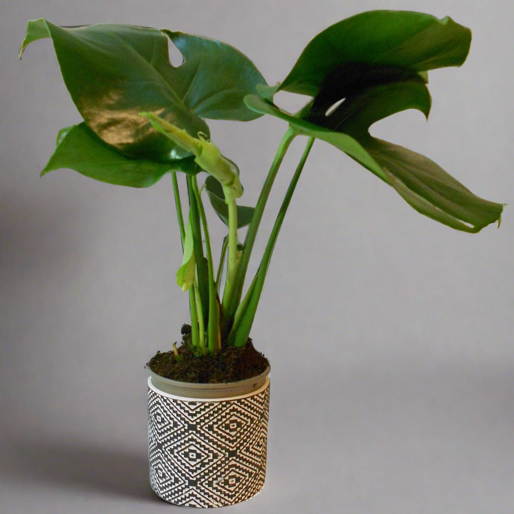 Monstera Deliciosa houseplant in a ceramic pot