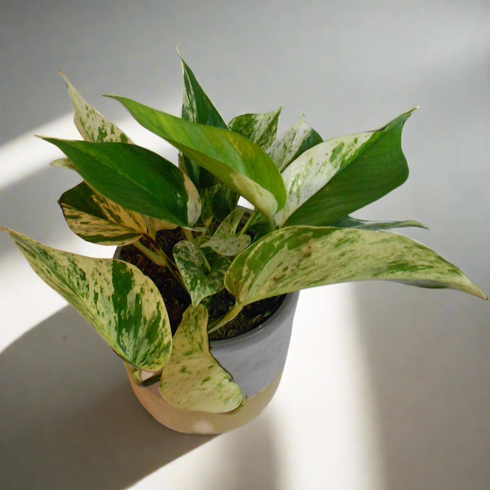 Devils Ivy Plant (Scindapsus Marble Queen)