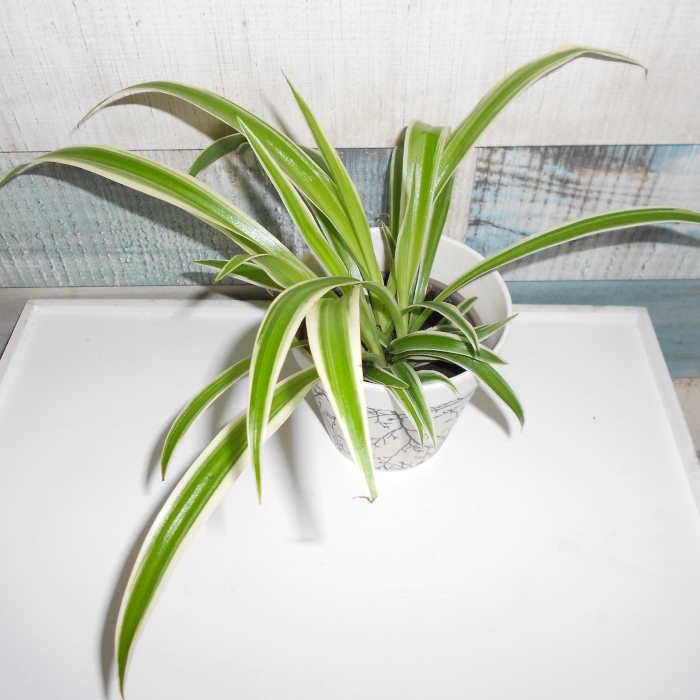 Small Chlorophytum laxum houseplant