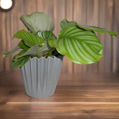 Anthracite Grey Corrugated Bamboo Plant Pot with leafy plant