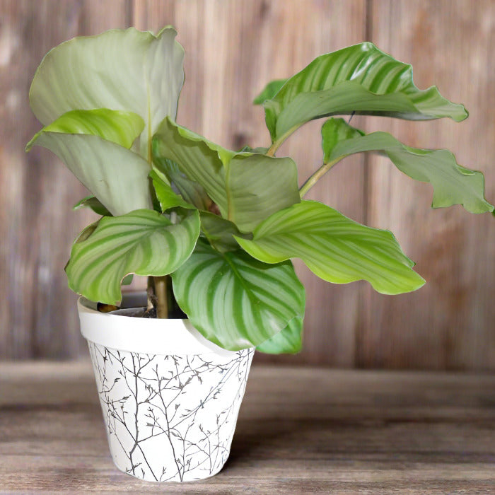 Earthy Natural Bamboo Plant Pot with calathea orbifolia plant