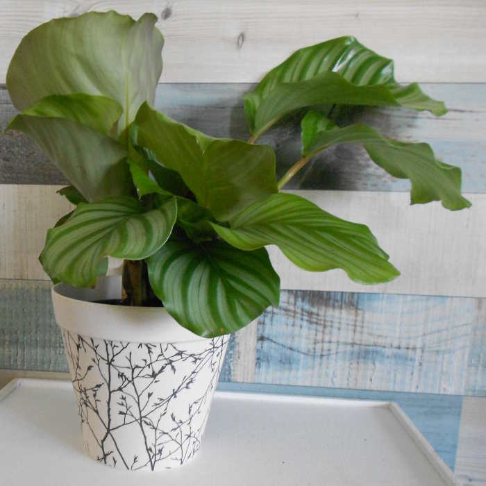 Earthy Natural Bamboo Plant Pot with green leaves