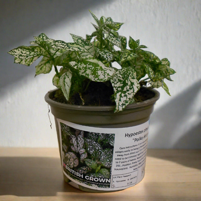 White Polka Dot Plant in a plastic nursery pot