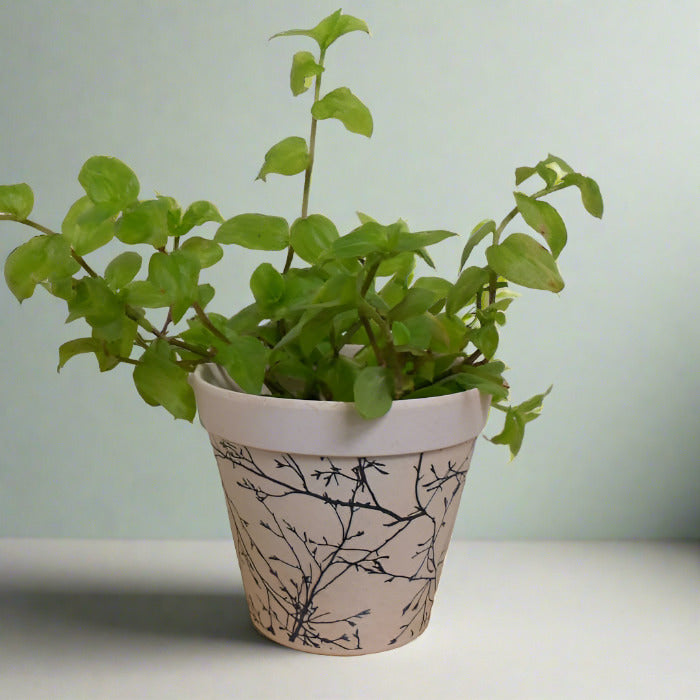 Turtle vine plant in a bamboo pot