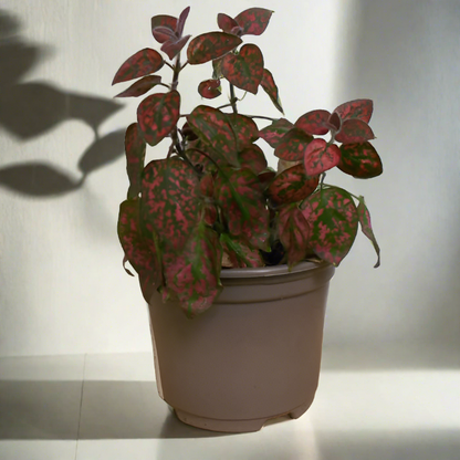 Trio of Small Hypoestes Plants