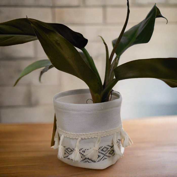 Philodendron Autumn Queen in a cotton plant pot