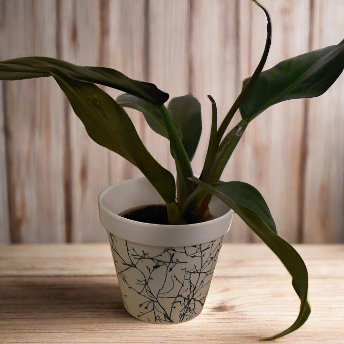 Philodendron Autumn Queen in a bamboo plant pot