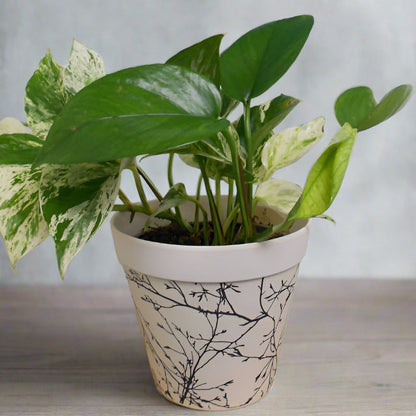 Trio of Low Maintenance House Plants with Pots