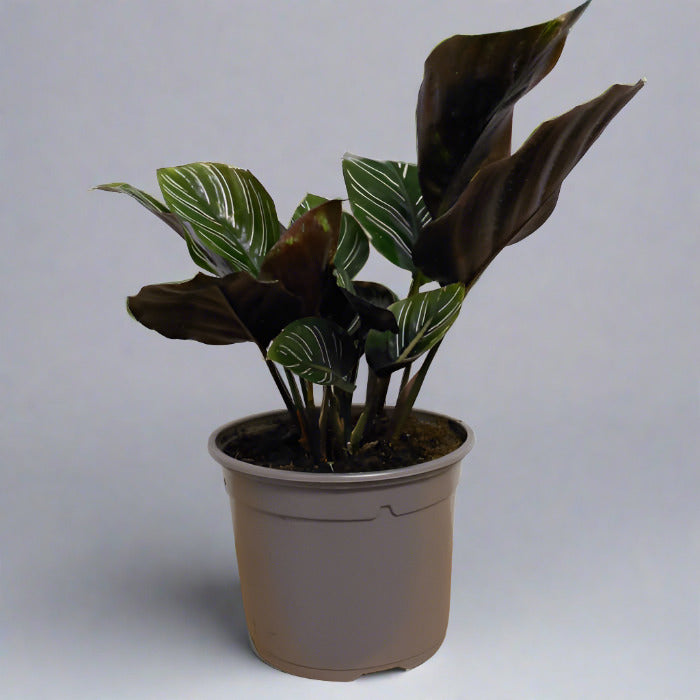 Calathea Ornata in plastic nursery pot