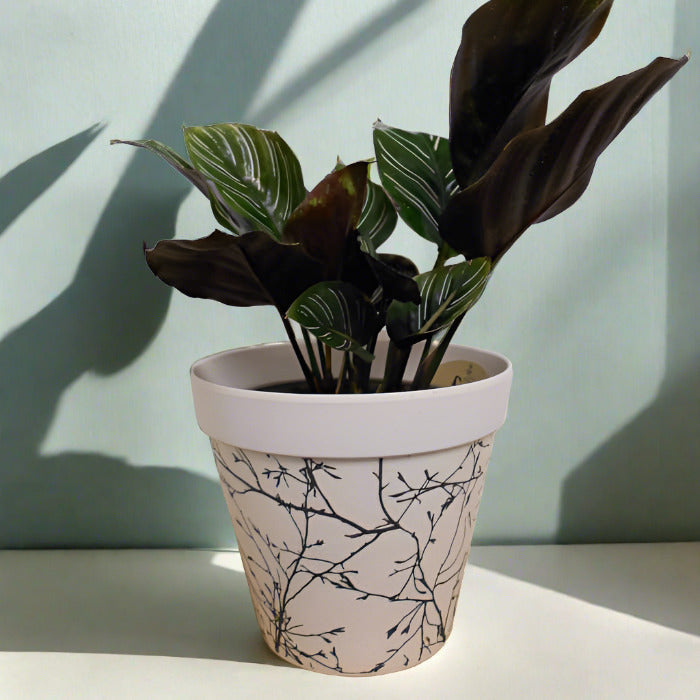 Pin-Stripe Calathea houseplant in bamboo pot