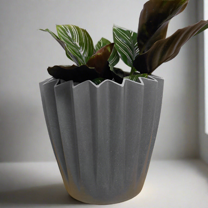 Calathea Ornata houspelant in grey plant pot