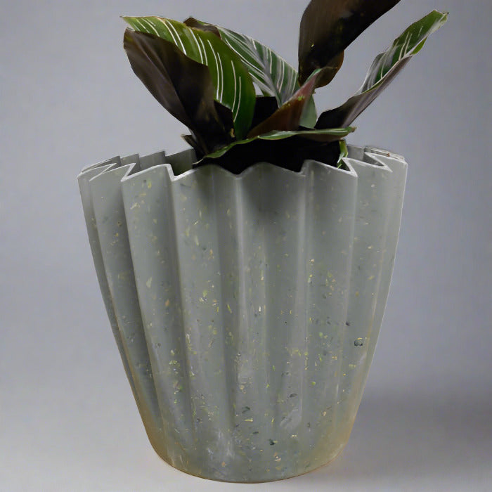 Calathea Ornata houseplant in sage green plant pot