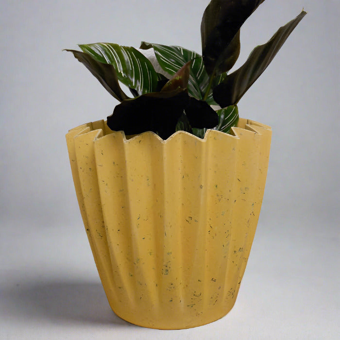 Pin-Stripe Calathea in yellow plant pot