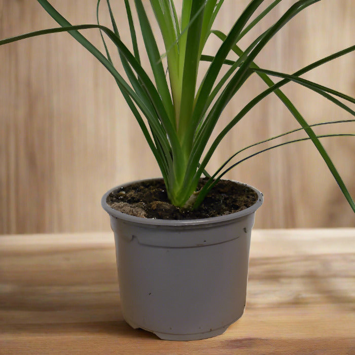 Ponytail palm house plant in a plastic nursery pot