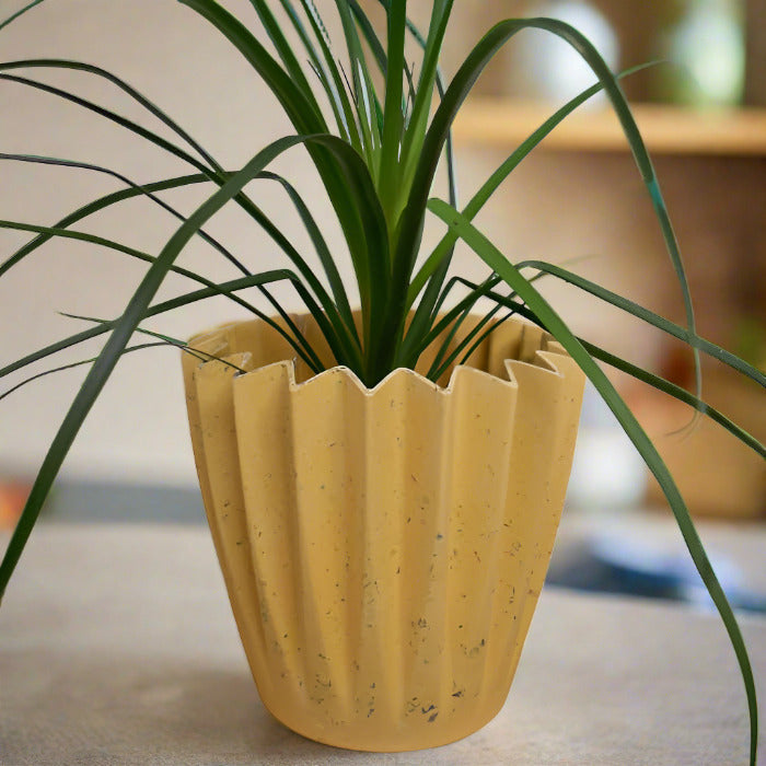 Ponytail palm house plant in a yellow pot