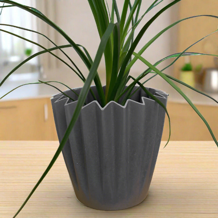 Ponytail palm houseplant in a grey pot