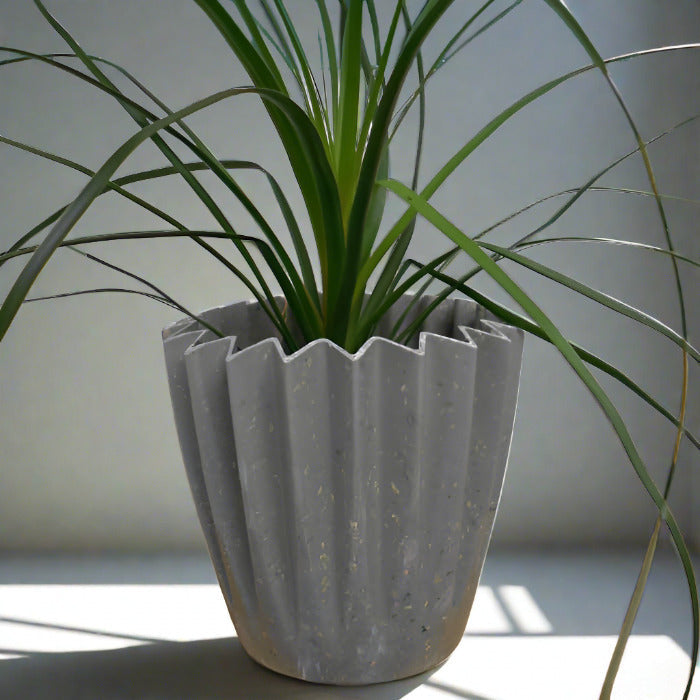 Ponytail palm houseplant in a sage green pot