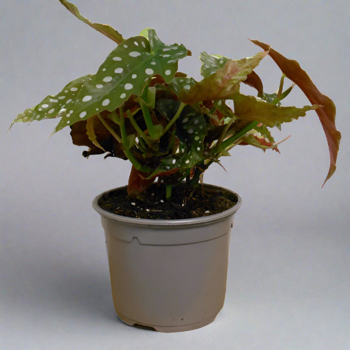 Begonia Maculata Houseplant in a nursery pot