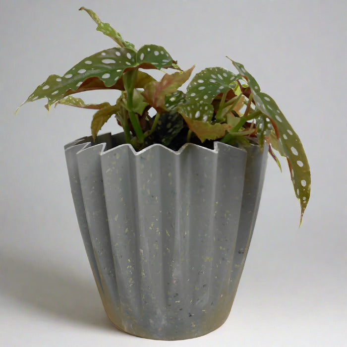 Polka dot begonia in a sage green plant pot