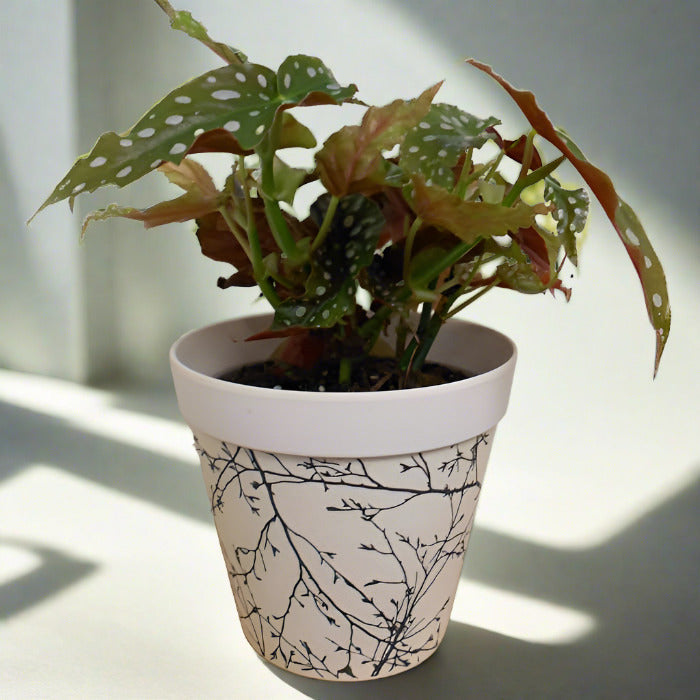 Polka dot begonia in a bamboo pot