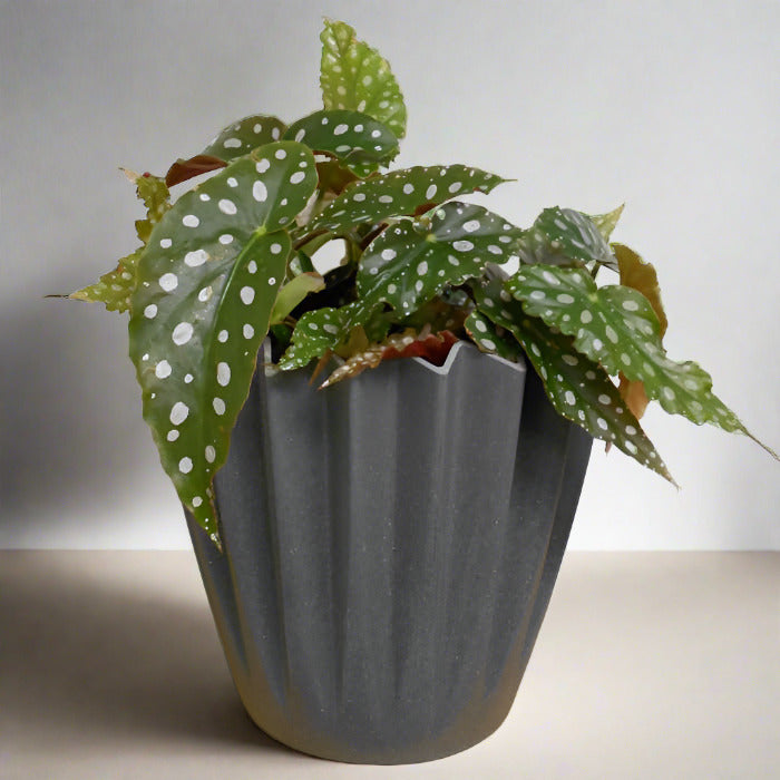 Begonia maculata houseplant in a grey pot