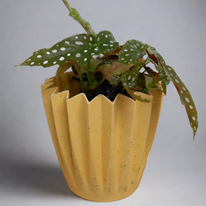 Begonia Maculata Houseplant in a yellow pot