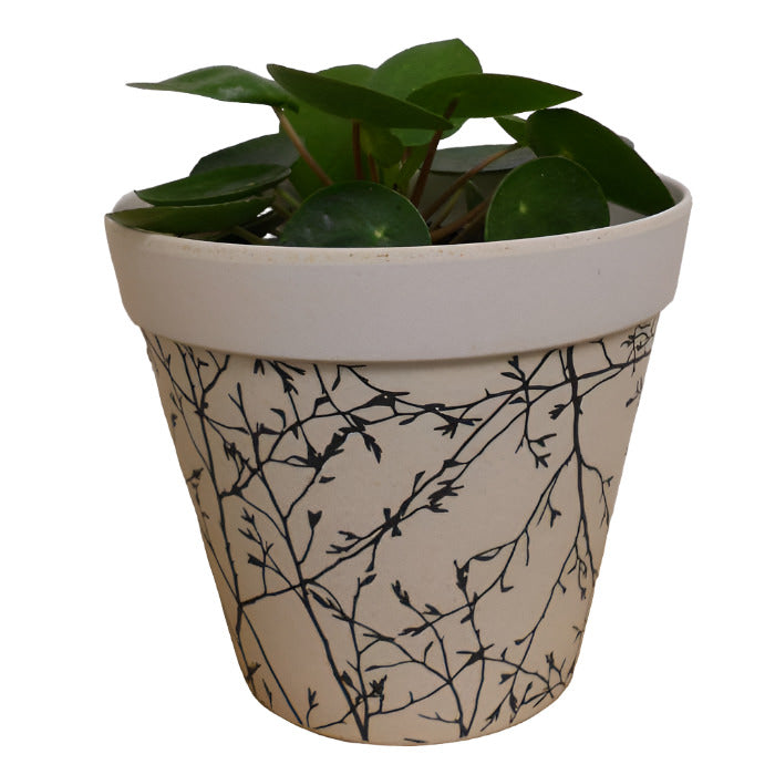 Chinese Money plant in a bamboo plant pot