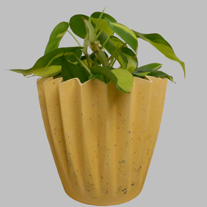 Sweetheart Plant in a Yellow Plant Pot