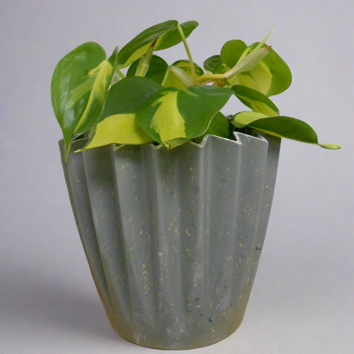 Philodendron Scandens Brazil in a Sage Green Plant Pot