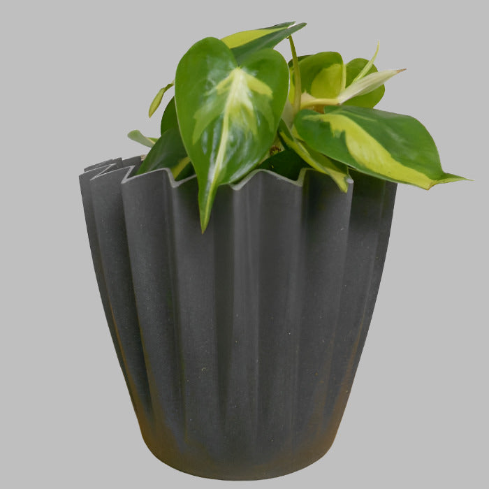 Philodendron Scandens Brazil in a Grey Plant Pot