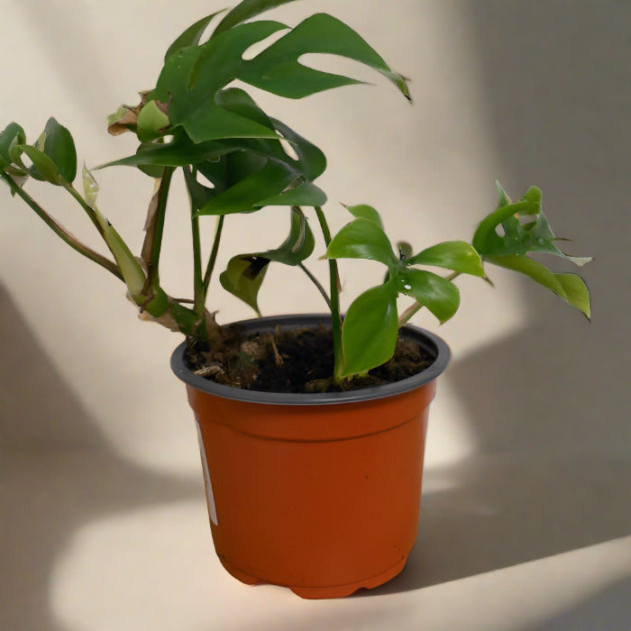 Mini monstera houseplant in plastic nursery pot