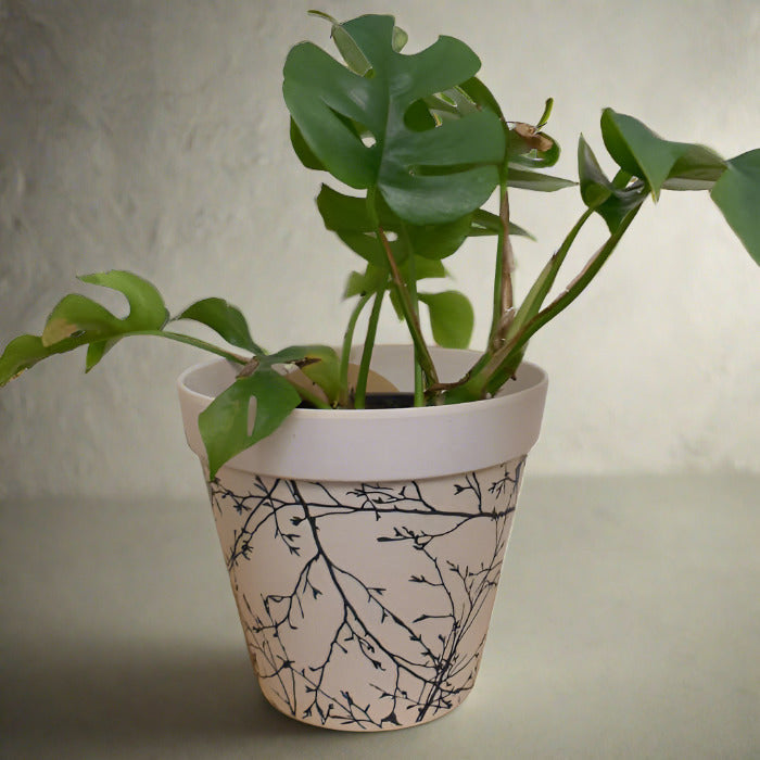 Mini Monstera houseplant in a bamboo plant pot