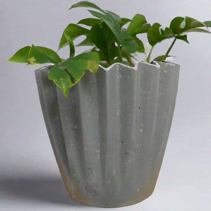 Mini monstera houseplant in sage green plant pot