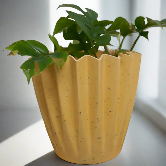 Mini monstera houseplant in a yellow plant pot