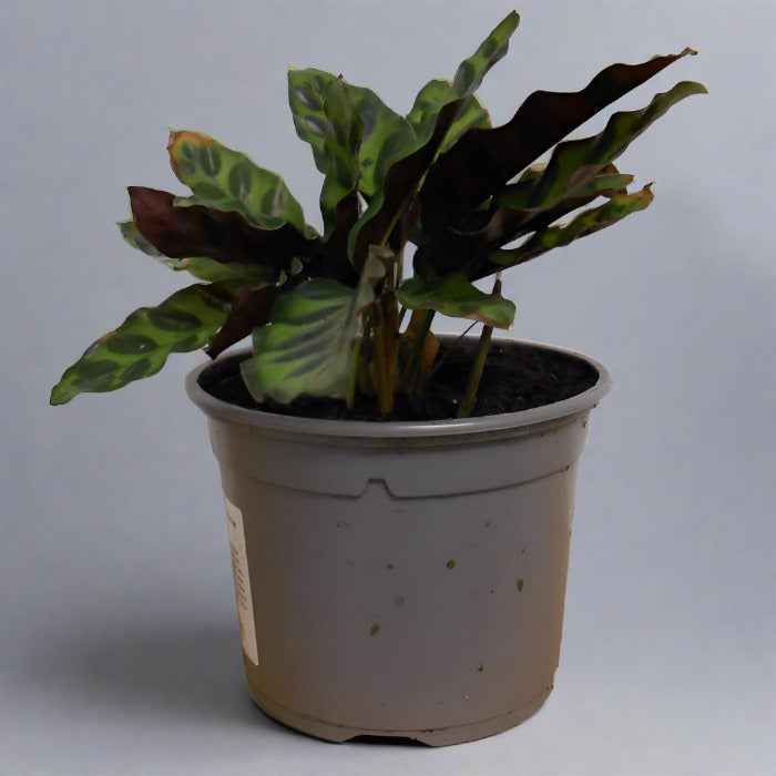 Rattlesnake plant in a plastic nursery pot