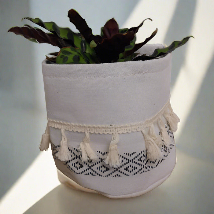 Rattlesnake plant in a cotton plant pot