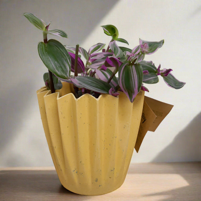 Fantasy venice houseplant in a yellow plant pot