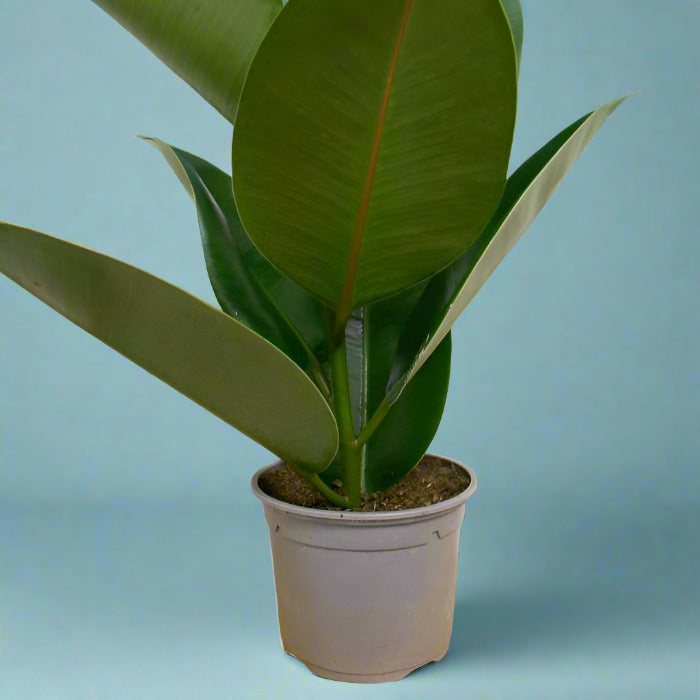 Ficus Elastica Robusta leaf underside