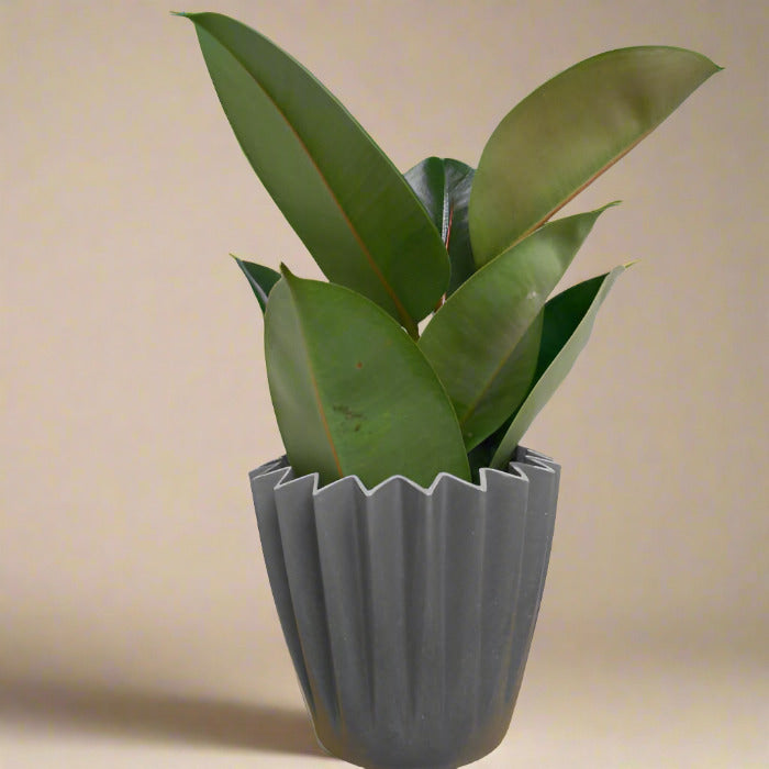 Ficus Elastica Robusta Rubber Plant in a grey plant pot