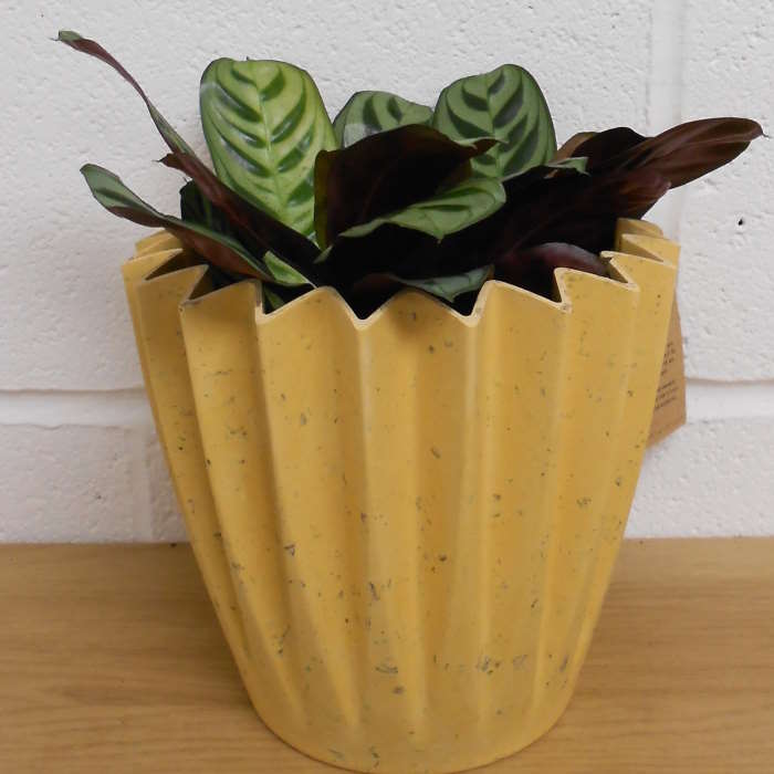 Calathea Burle Marxii in a yellow plant pot