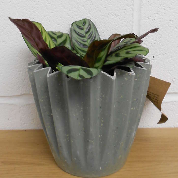 Calathea Burle Marxii in a green plant pot