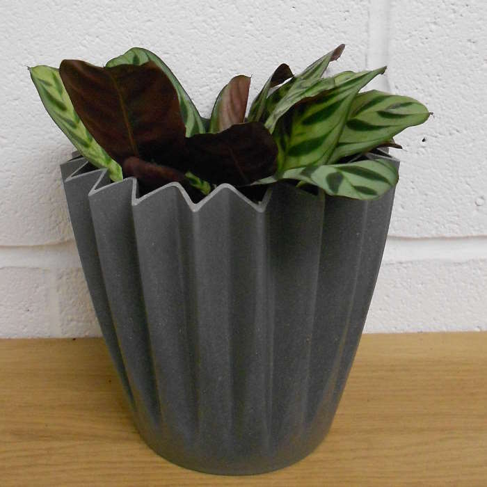 Calathea Fishbone in a grey plant pot