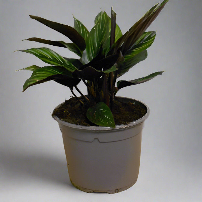 Calathea Beauty Star houseplant in a nursery pot