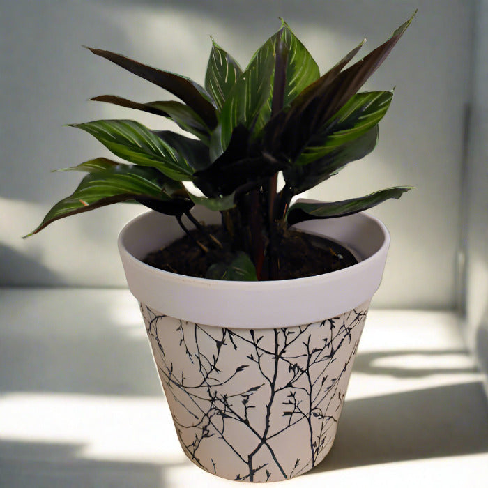 Calathea Beauty Star houseplant in a bamboo pot