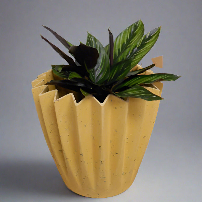 Calathea Beauty Star houseplant in a yellow pot