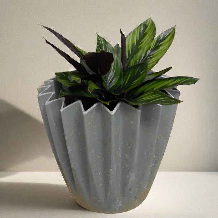 Calathea Beauty Star houseplant in a sage green pot