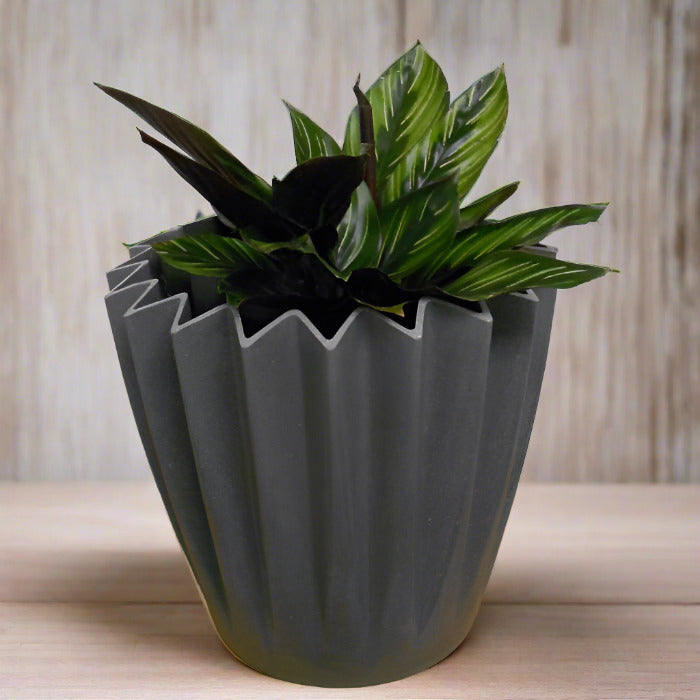 Calathea Beauty Star houseplant in a grey pot