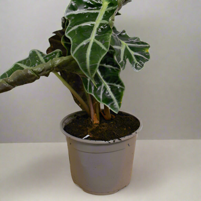 Elephant Ear Houseplant in plastic nursery pot