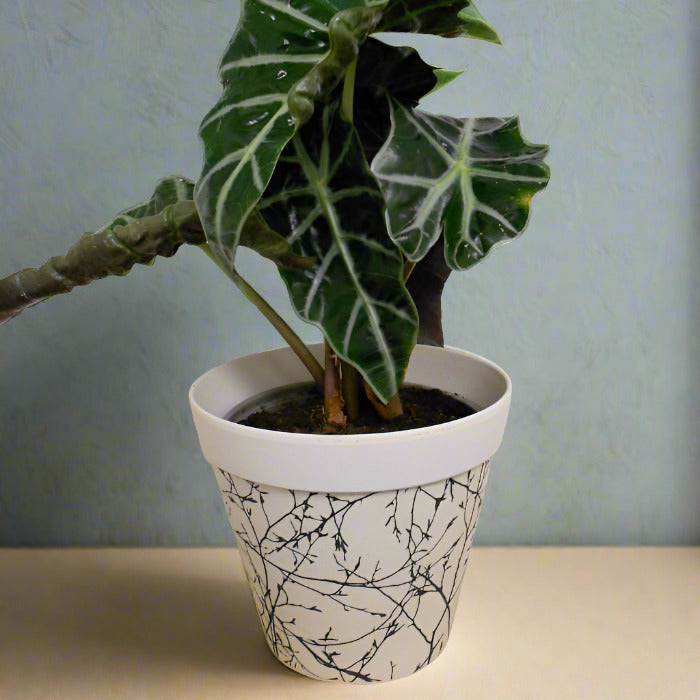 Elephant Ear Houseplant in a Bamboo Plant Pot