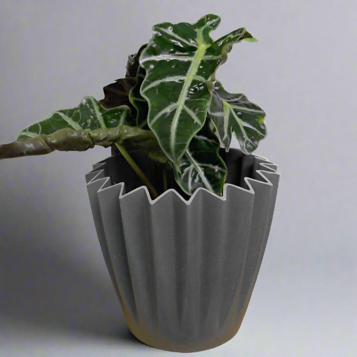 Elephant Ear Houseplant in a Grey Plant Pot